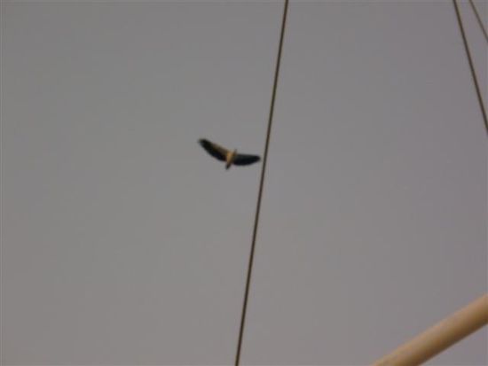 und ich flieg, flieg, flieg wie ein adler...