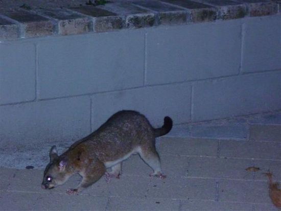 opossum! des wollte unser essen klauen...^^