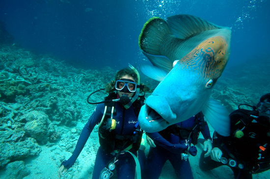 und wenn das mal kein cooles foto von mir und dem "kleinen" wally ist, oder? ich finds hammercool, konnte ihn sogar streicheln und das tauchen war einfach nur der absolute hammer seht ihr, wie er in die camera lacht?