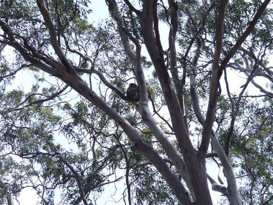 mein erster richtiger koala in der wildnis