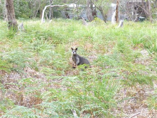 und ein wallaby stand dann auch noch gleich neben uns, hihi