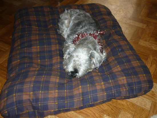 steffi mit schickem weihnachtsschmuck
