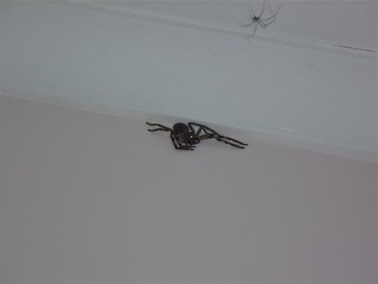 christmasspider bekommt gesellschaft von christmasspider 2, na toll^