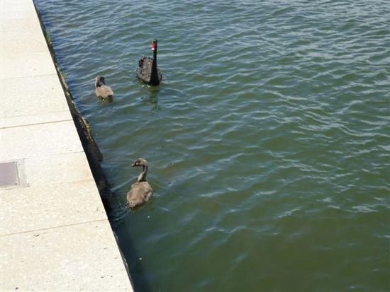 schwanenbabys