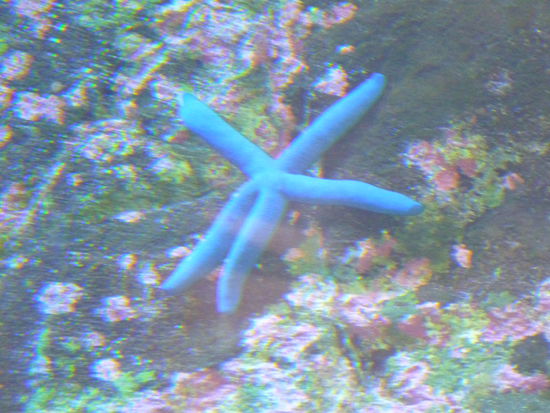 das musste ich einfach fotografieren...ein knallblauer seestern!