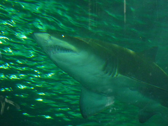 waaaaahhhhh, die waren sooo gross und sooooo gruselig!