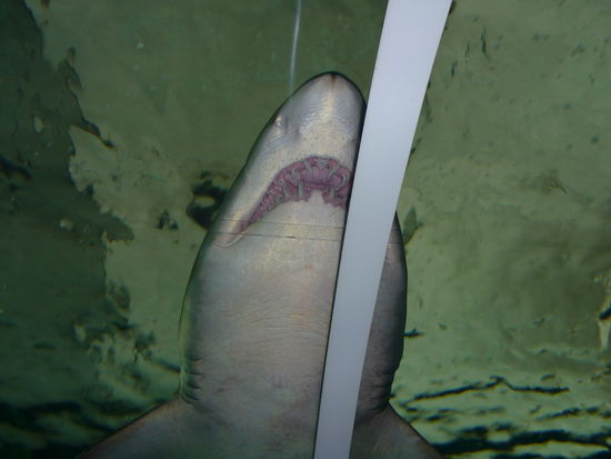 also so einem moechte ich eigentlich weder beim surfen noch beim schwimmen noch bei sonstwas begegnen...die haben bestimmt 3 hackzahnreihen hintereinander, megaeklig...