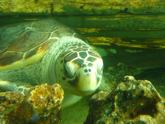 da gefaellt mir die doch viel besser, auch wenn sie total riesig ist