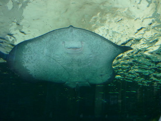 riesiger stachelrochen, der war echt so gross, das sieht man jetzt auf dem bild garnicht, das war echt der hammer und sieht sehr witzig aus von unten^^