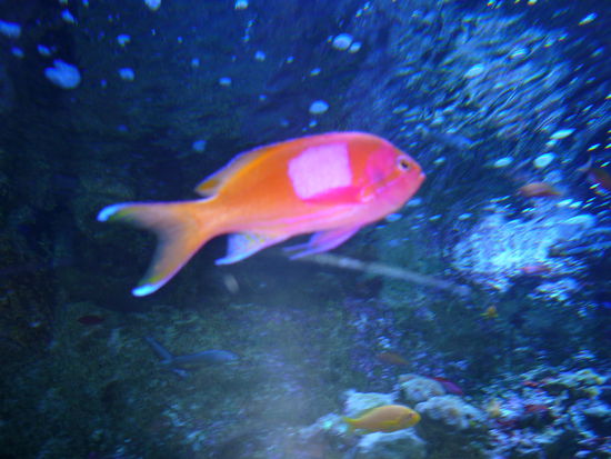 guck mal mareikilein, hab ich extra nur fuer dich fotografiert! PINK!! voll schoen, oder?