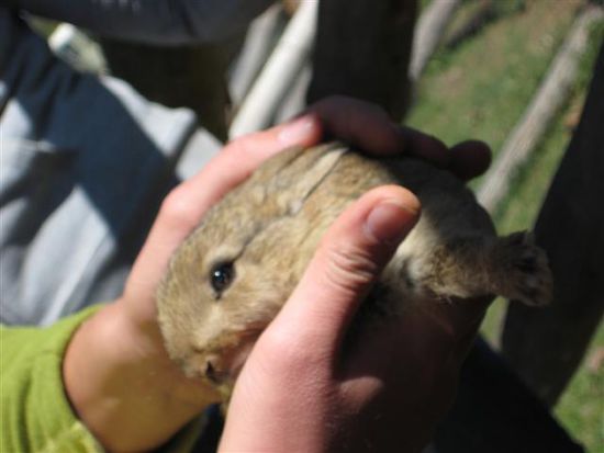 das war übrigens das niedliche kleine häschen, das leider nur ein sehr kurzes dasein gefristet hat...hätten wir den mal lieber weggejagt... ruhe in frieden, kleiner hase...