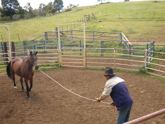 nochmal natural horsemanship am letzten tag...das war wirklich total beeindruckend, da hat er das pferd erstmal ne ganze weile im kreis laufen lassen, auch ohne es zu berühren, und dann hat er ihm irgendwann den rücken zugedreht und ab da ist ihm das pferd überall hin gefolgt, ohne dass er irgendwas gesagt hat, total krass...der pferdeflüsterer halt
