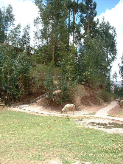 Tiere gibt es auch hier, die gehegt werden