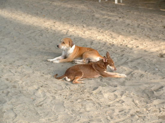 Und wie ueberall eigentlich in Suedamerika in den Strassen, sind auch in Santa Marta am Strand die armen halbverhungerten Koeterchen zu sehen. Die tun einem echt leid bei der Hitze ohne Futter.