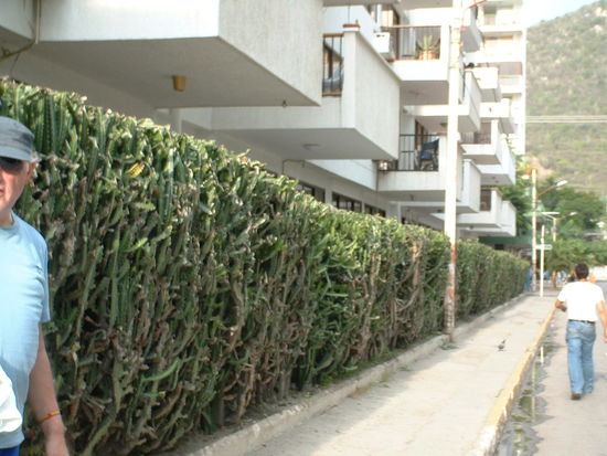 In Rodadero. Die Hecken sind hier aus Kakteen, aeusserst wirksam gegen Einbrecher 