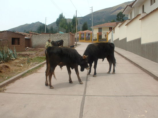 auf dem Rückweg haben wir dann auch noch einen gratis Stierkampf geboten bekommen 