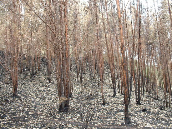 ein Abschnitt, der von einem Waldbrand heimgesucht wurde