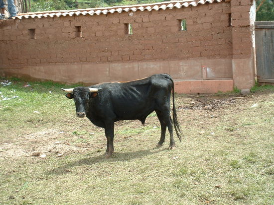Einer der ziemlich verhungerten Stiere