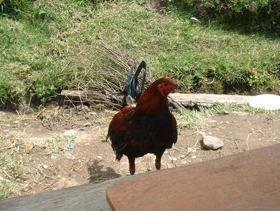 Hahn Nummer 1: Der Kamm wurde abgeschnitten, damit der ander ihn nicht dort packen kann (kein Kommentar...)