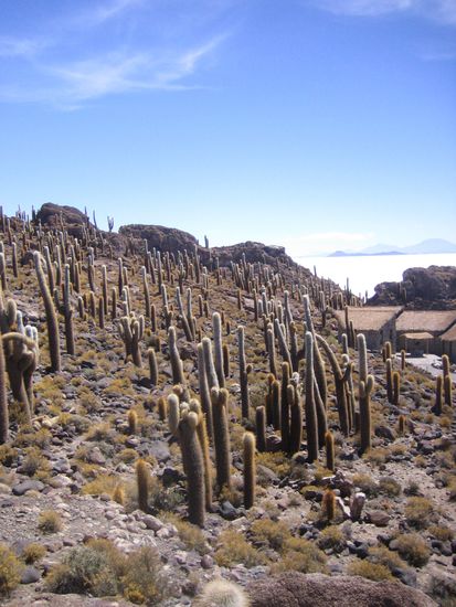 erster Stopp auf unsrer Tour "Insel" voller Kakteen mit super Blick auf die Salzwüste