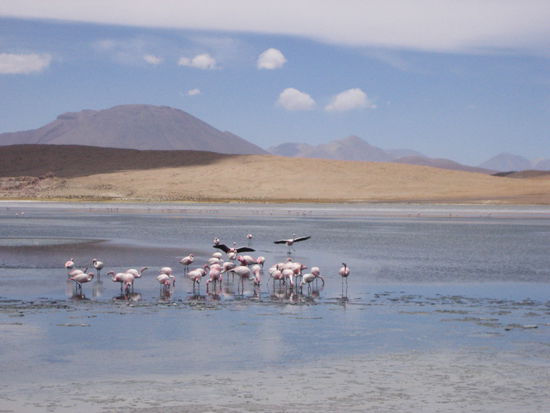 1.Lagune: Flamingos