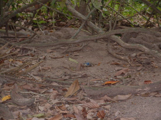 blauer Krebs. Die waren ueberall am Wegrand und haben sich, wenn man naeher kam, in ihren Loechern verkrochen