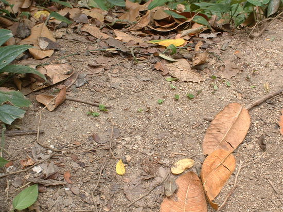 Ameisen auf Nahrungsbeschaffung