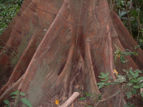 geile riesige Baumwurzeln