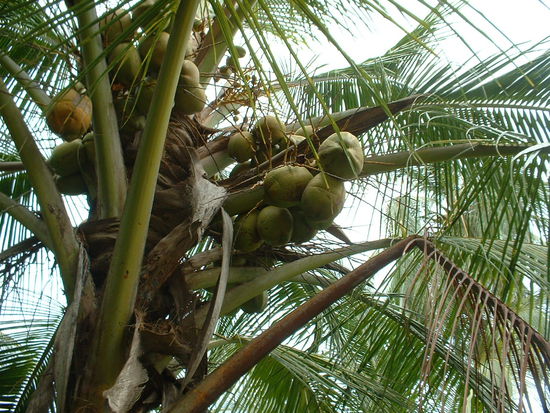 Wo ist die Kokosnuss, wo ist die Kokosnuss....