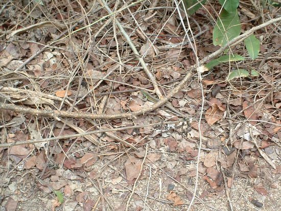 Eidechse.... wer entdeckt sie?