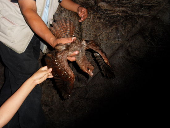 Die Vögel nisten dort und machen einen Heidenlärm