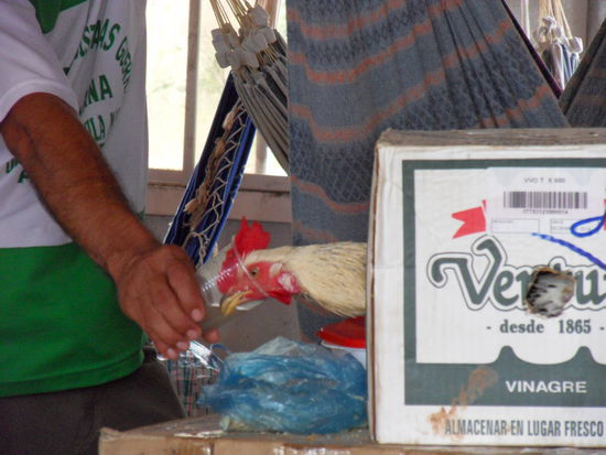 ...ein anderer hatte seinen Hahn im karton dabei.