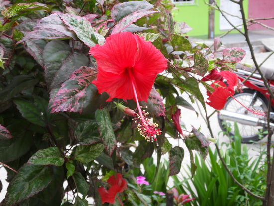 ...und tropisches Flair an jeder Ecke 