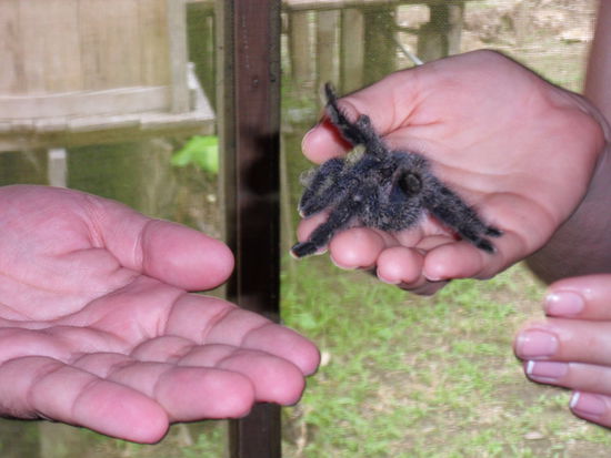 ...unsere Haus-Tarantel!!!! Ja, ich weiß, ich war auch ganz geschockt. Die anderen komischerweise nicht, die haben sie gleich geknuddelt 