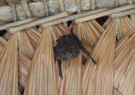 und Fledermaüse hingen außen auch in den Dächern, die fand ich aber selbst irgendwie süß.