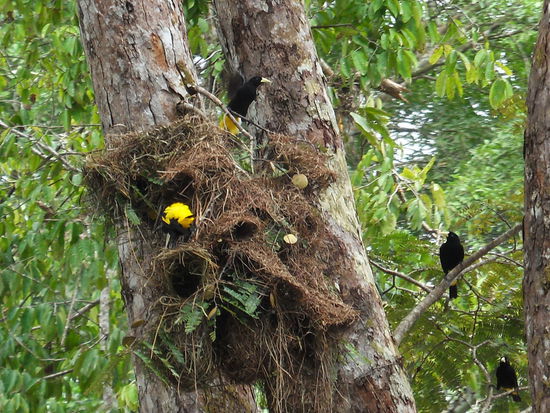 Die Vögel bei uns vor der Lodge