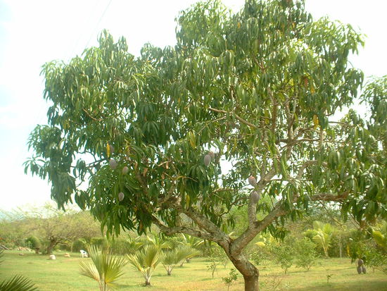 Mangobaum mit noch nicht ganz reifen Mangos