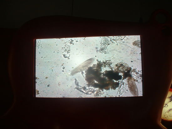 Wassertropfen unterm Mikroskop - seht ihr die zwei Pantoffeltierchen? Die waren ganz schoen schnell -  nicht einfach zu fotografieren!