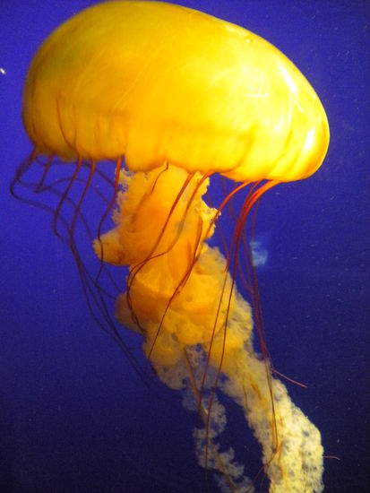 jelly fish  