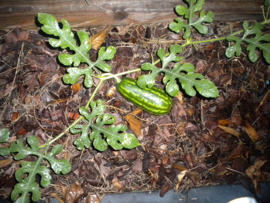 die wassermelone im garten meiner tante....