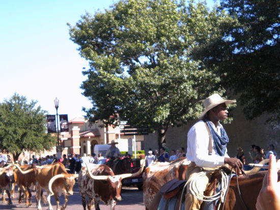 die longhorns auf der strasse...