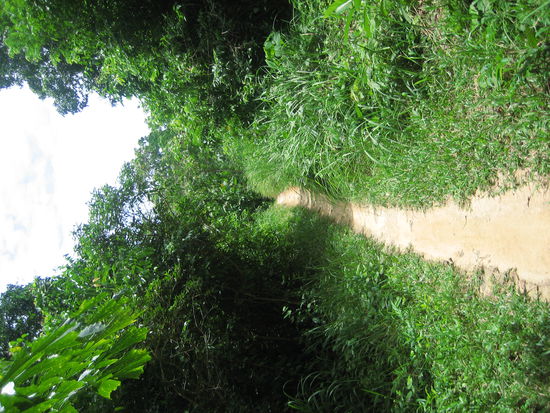 Mit dem Roller durch den Dschungel 
zu meinem Bungalow.