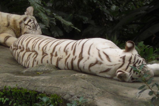 Die haben bei der Hitze genau das richtige getan, nämlich nix 