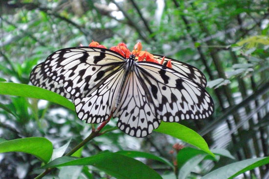 Muss man nicht kommentieren oder? Habe erst gedacht es seien Blüten, weil da so viele waren!