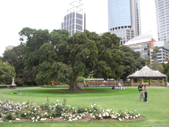 Eine grüne Oase mitten in Sydney in der ausdrücklich erwünscht ist den Rasen zu betreten, da gibt es exra Schilder für!
