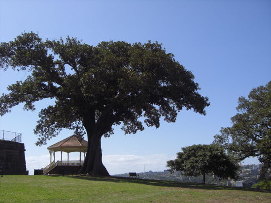 Von hier aus hat man einen tollen Ausblick über große Teile Sydneys! (Park um das Sydney Observatory)