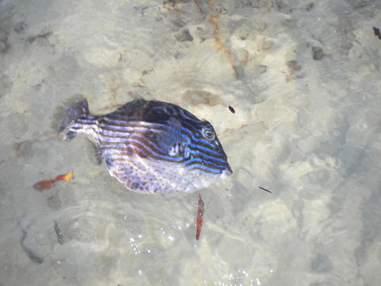 Auch Fische gab es in der Bucht zu sehen ...