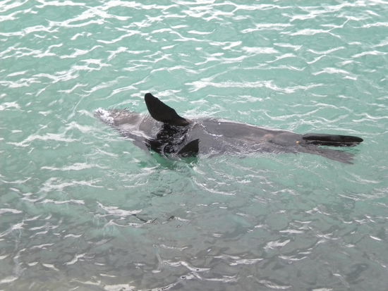 Sieht zwar aus wie in einem Pool, war aber offenes Meer und hier hat er nur für mich gewunken!