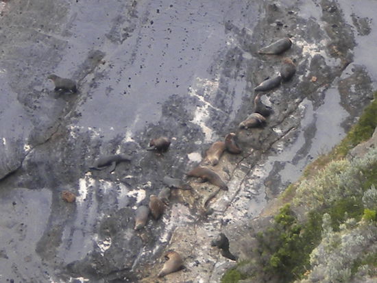 Das Ziel der Wanderung eine freilebende Seehundkolonie!