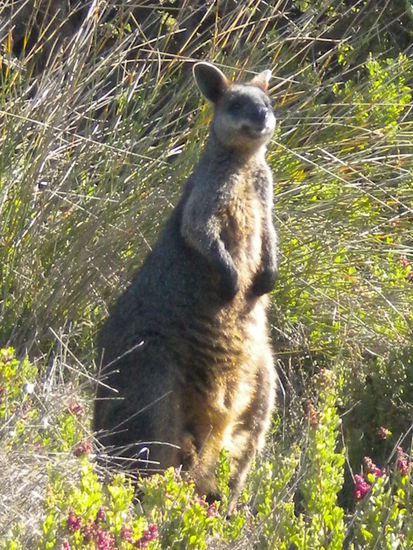 Nach über zwei Wochen dachten wir eigentlich schon, es gibt keine Tiere in Australien 